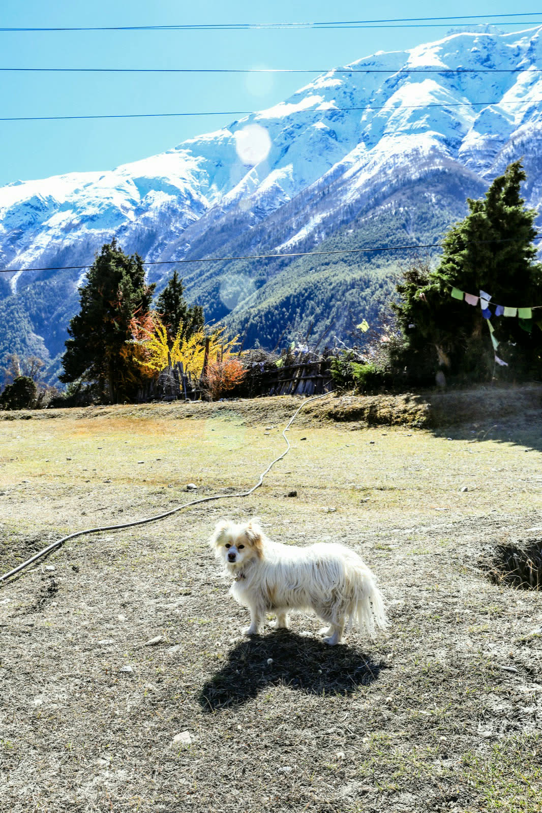 高山稜線與雪峰，一隻狗站在前景的坡地上